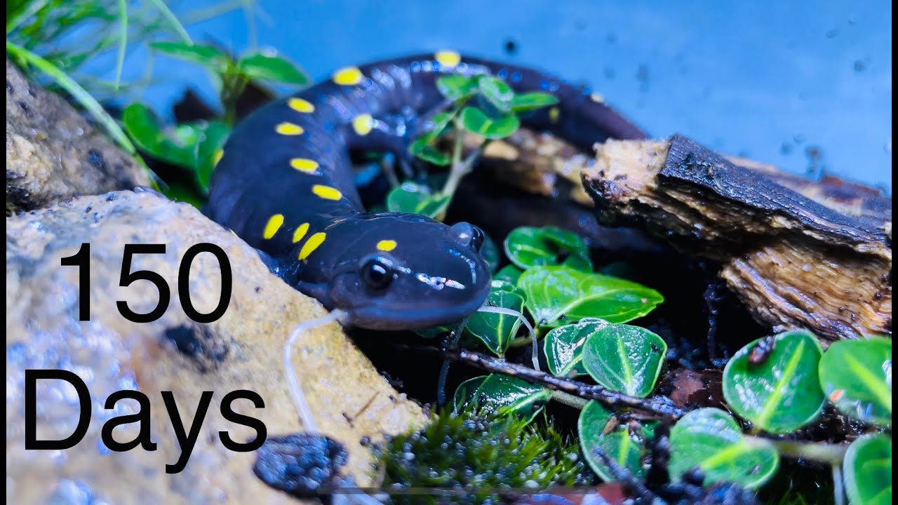 (Big Yellas Archive) Spotted Salamander Enclosure *150 Days*