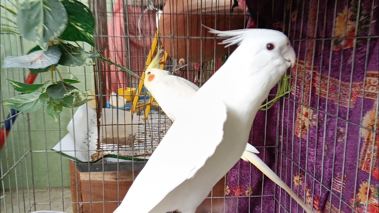 Cockatiel singing and dancing 