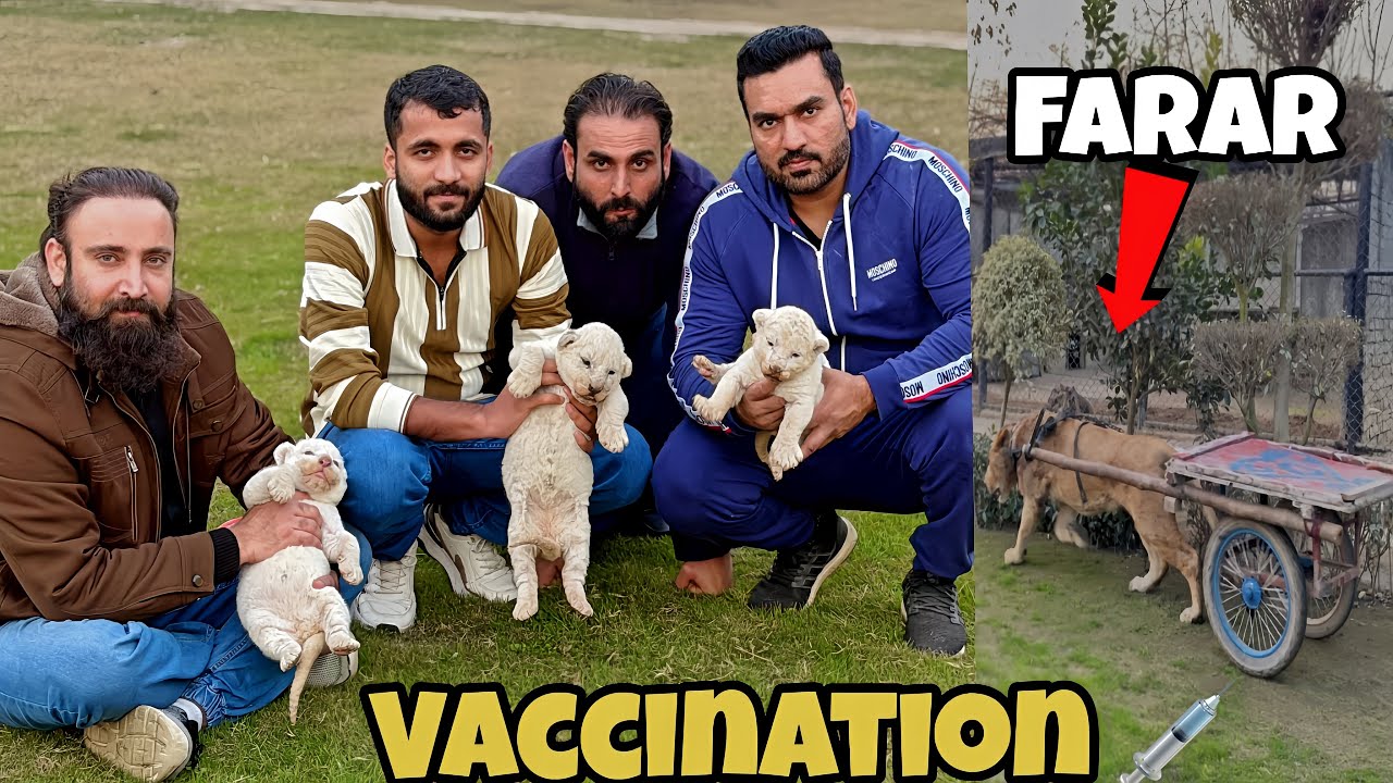 Liger Bhag Gia 😲🦁|White Cubs ki First Vaccination Kar di 🦁🩼
