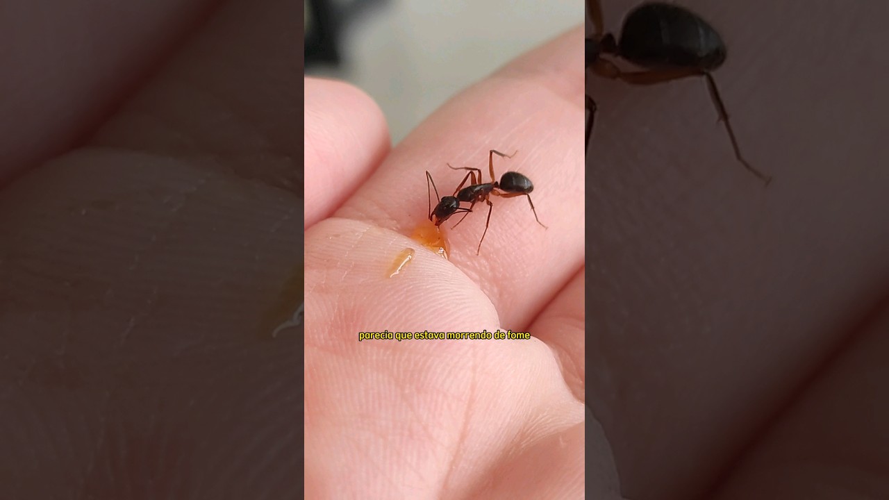 Formiga amig&aacute;vel #shorts #animais #biologia #brasil #natureza #curiosidades #ciencia #formigas