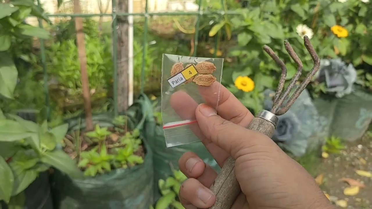 Panen-panen di kebun halaman rumah #dailyvlog #kebunmini 