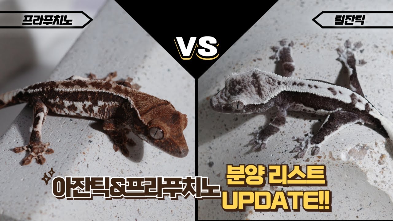 아잔틱/릴잔틱 vs 프라푸치노 여러분들의 선택은? 크레스티드게코 모프 아잔틱, 릴리아잔틱, 프라푸치노에 대해서 알아보자