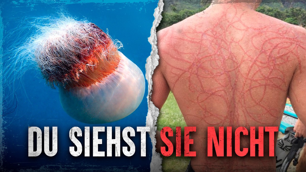 Warum quallen tödlicher sind als Haie