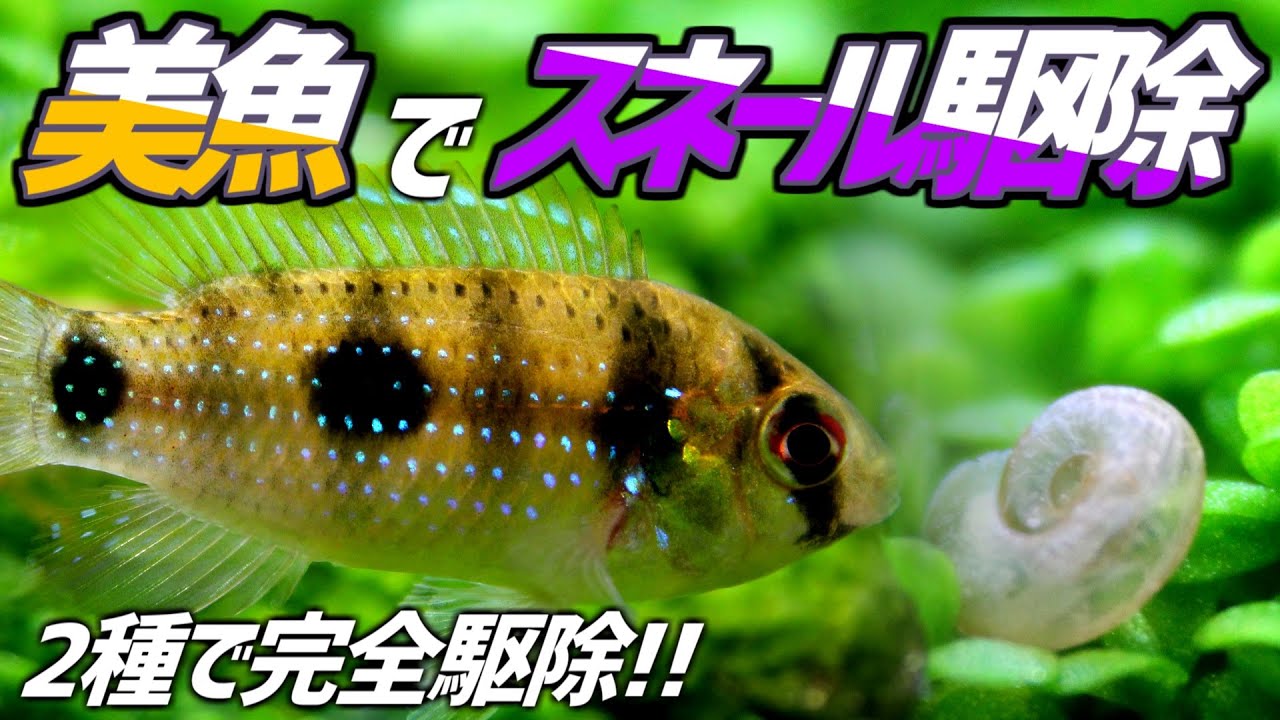 スネールを完全駆除？スネールキラーの小型美魚2種類を導入してみた結果…#144【アクアリウム】