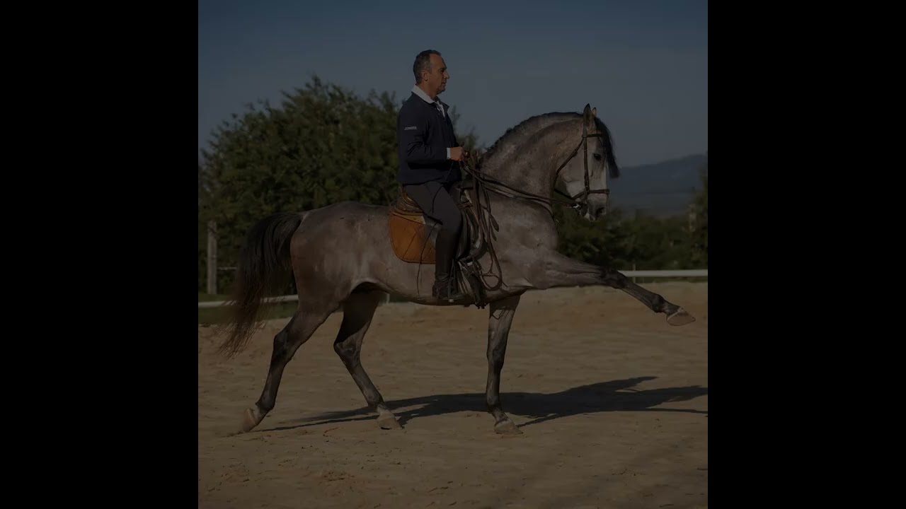 PRE stallion for Sale – BOSKAO – 6 y/o – 1.61 m – Ideal for Amateur Riders – Seville, Spain