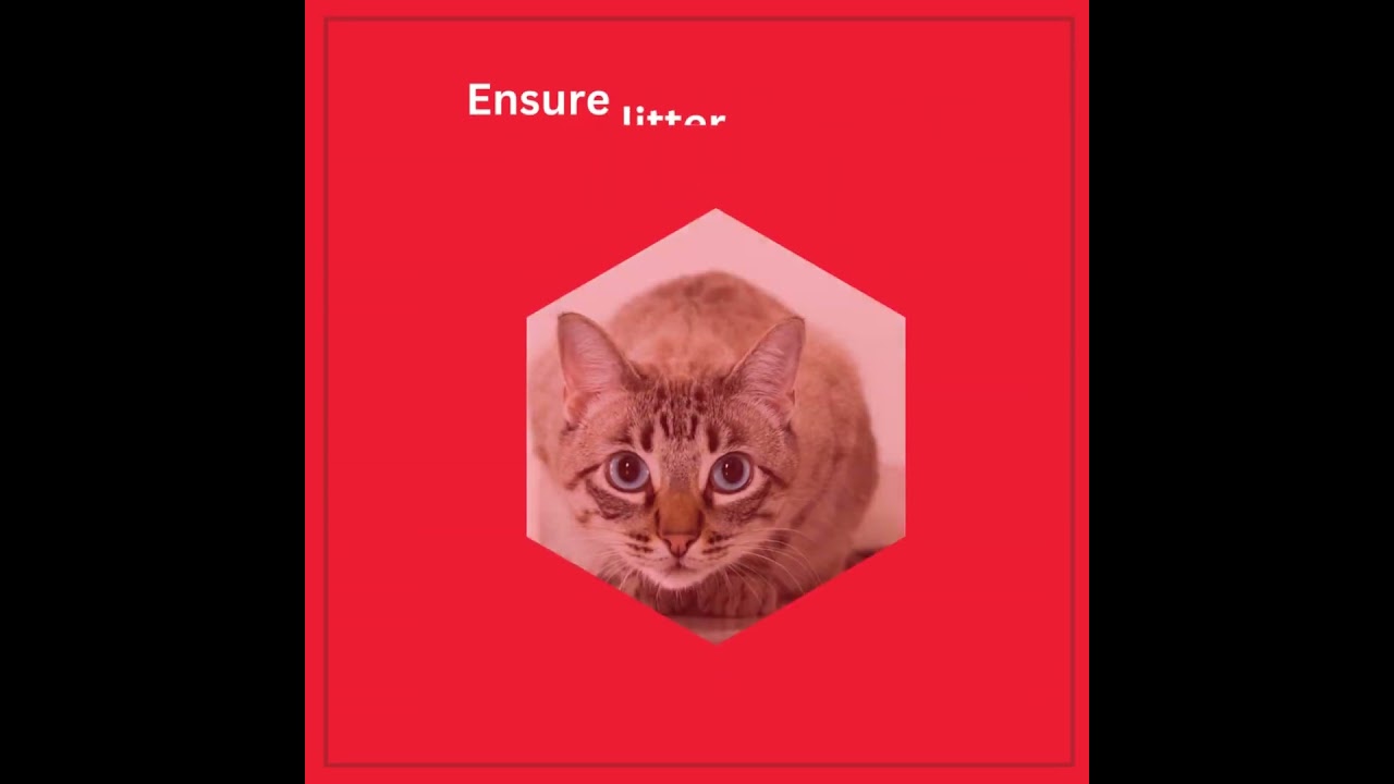 MONSOON CARE FOR CATS