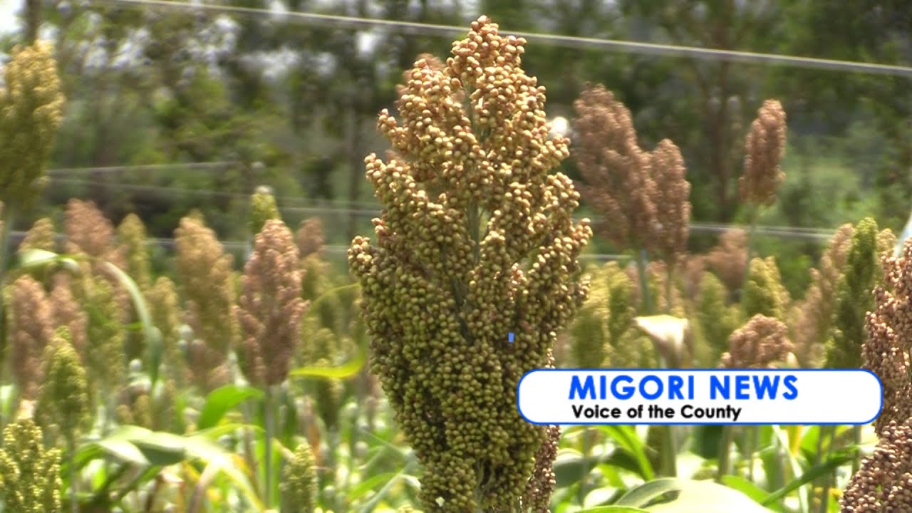 How Dr. Philip Mwabe is reaping maximum benefits from Smart SORGHUM FARMING - Making MILLIONS