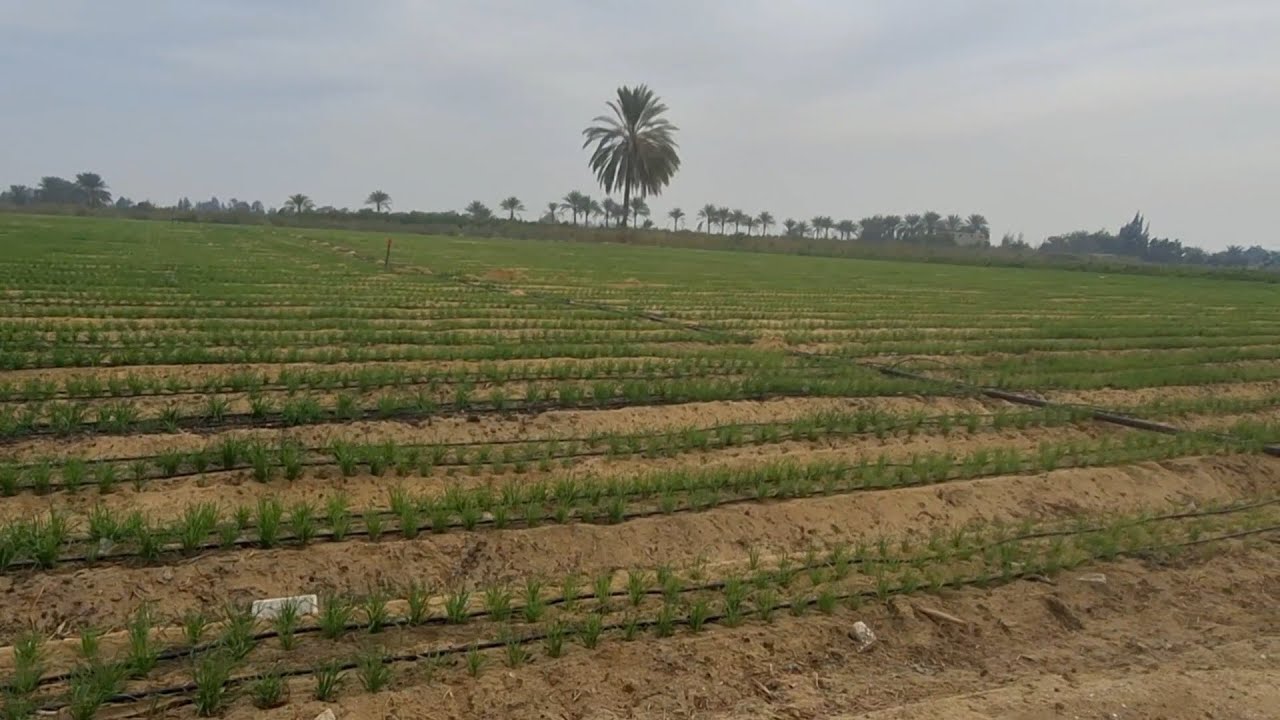 مزرعة 3 فدان عقد ملك نهائي تزرع كل حاجة في وادي النطرون