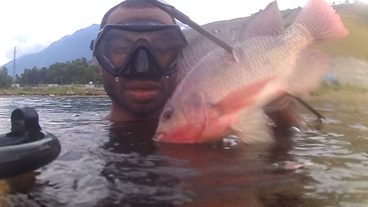 ikan nila monster danau sentani