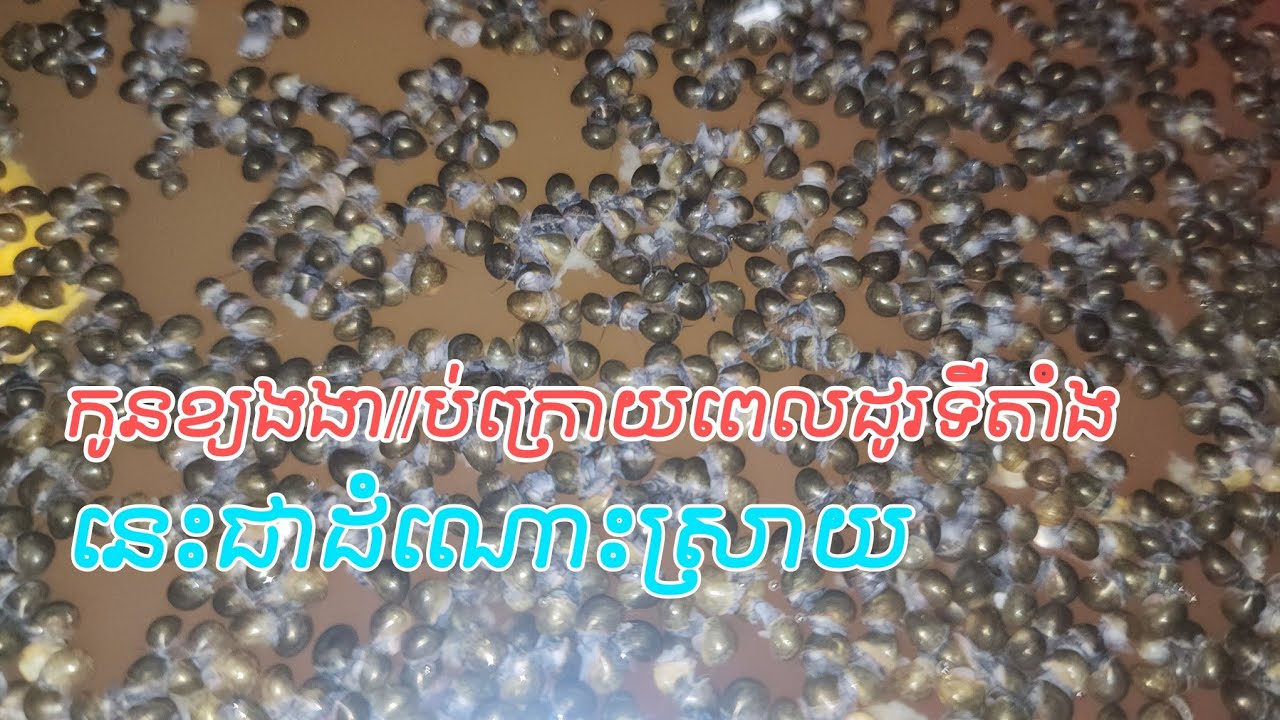 វិធីបំបែកកូនខ្យង កុំអោយstressងា//ប់