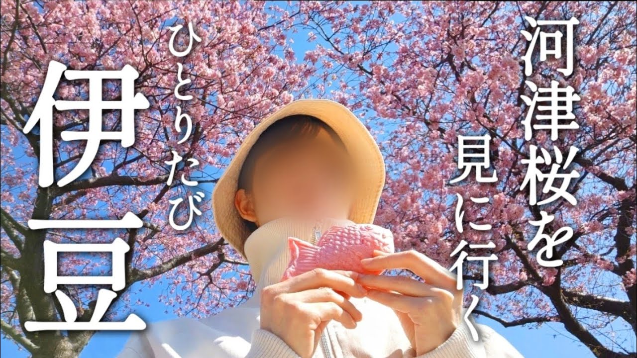 [ひとり旅] 朝夕部屋食に、貸切風呂でのんびり過ごす。きれいな河津桜も見られた1泊2日伊豆旅。