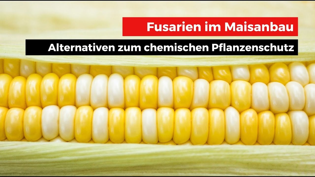 Fusarien im Maisanbau - wie gut sind die Alternativen zum chemischen Pflanzenschutz?