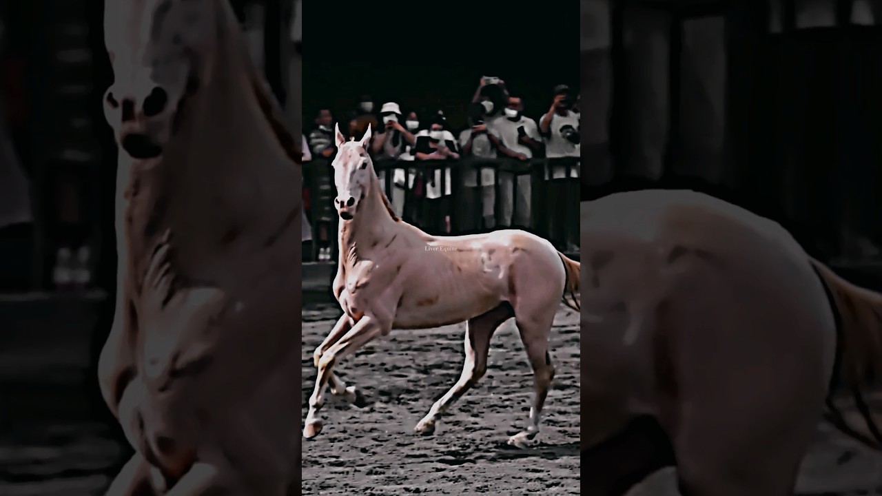 Royality 🛡️ #horse #perlino #akhalteke #animals #equine #entertainment #hotd #shorts #viral #fyp