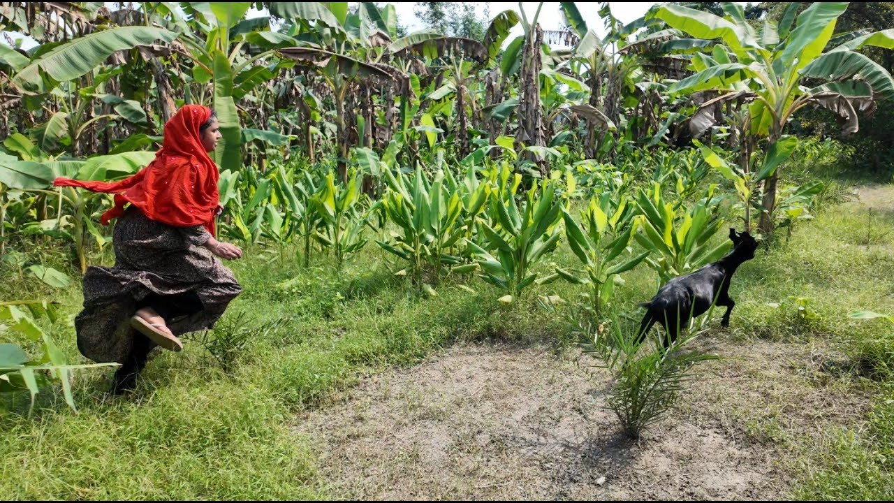 একজন ভালো প্রতিবেশী পাওয়া ভাগ্যের ব্যাপার | Doyel Agro