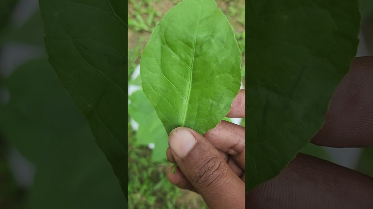 Bael Leaves, Dried Bilva Leaves, Dried Bel Patra,Dried leaves, BAEL PATRA BILVA Leaf