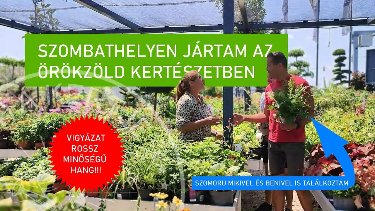 Növénykülönlegességek és beültetési tippek a szombathelyi Örökzöld Kertészetből 🌿🌸