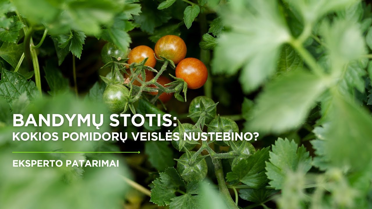 Bandymų stotis: naujos pomidorų veislės ('22) I Augink lengviau