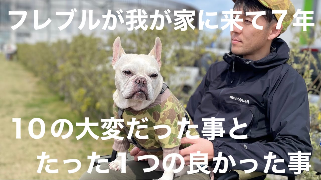 フレンチブルドックと7年暮らして今思う事