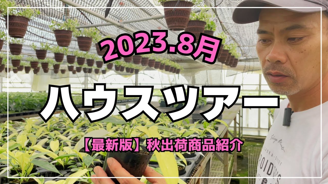 【浅岡園芸ハウスツアー】秋出荷商品/観葉植物生産現場の紹介/ピナツム'セブブルー'/つる性マドカズラ/フロリダゴーストミント/ザミオクルカス`レイヴン'など