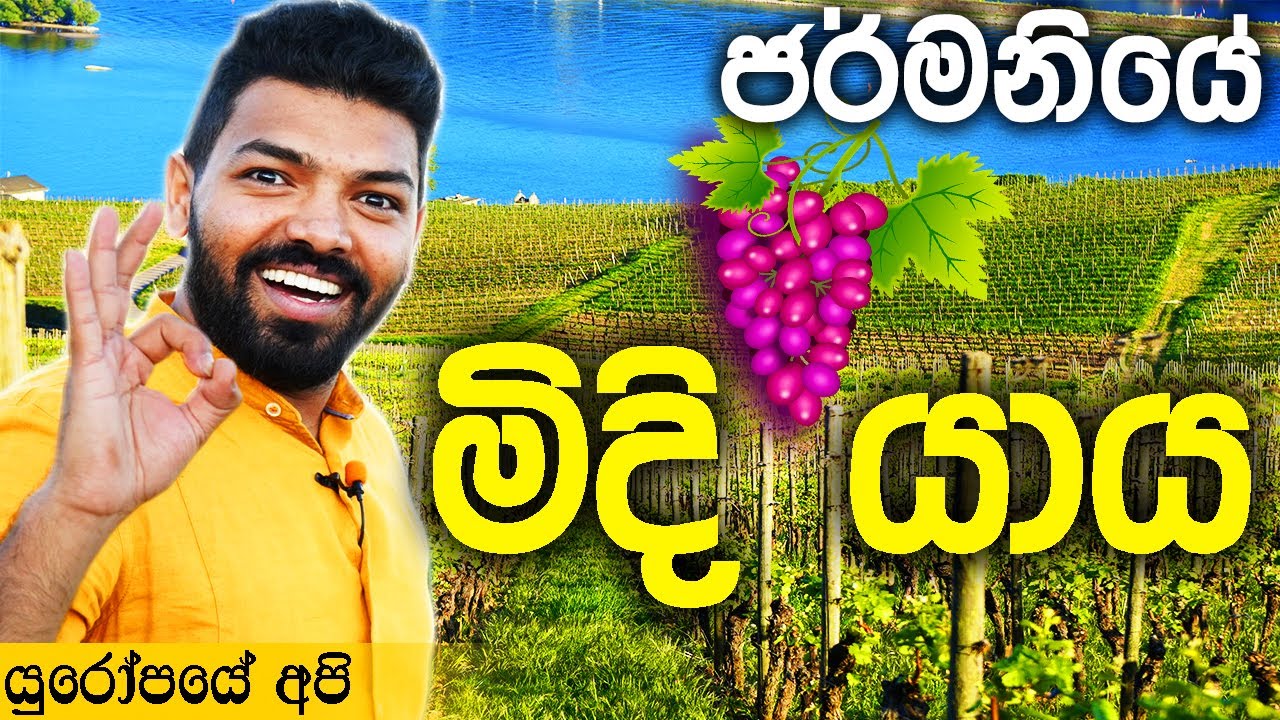 ජර්මනියේ 🇩🇪 මිදි 🍇 වත්ත | R&uuml;desheim - Germany [ENG SUB]