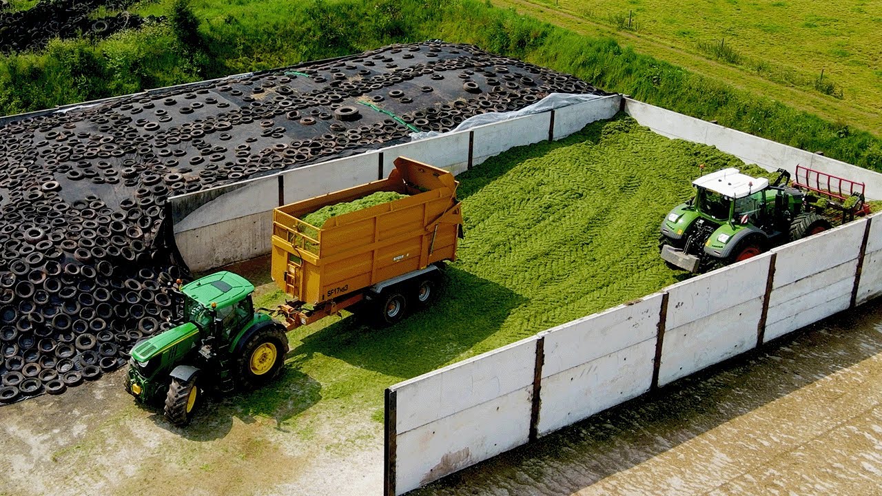 Время заготовить силос! Claas 990 рубит траву!