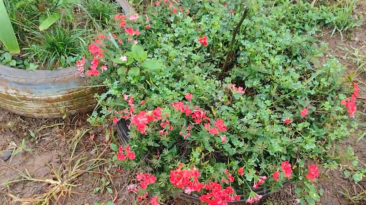As plantinhas que estão floridas aqui na roça 