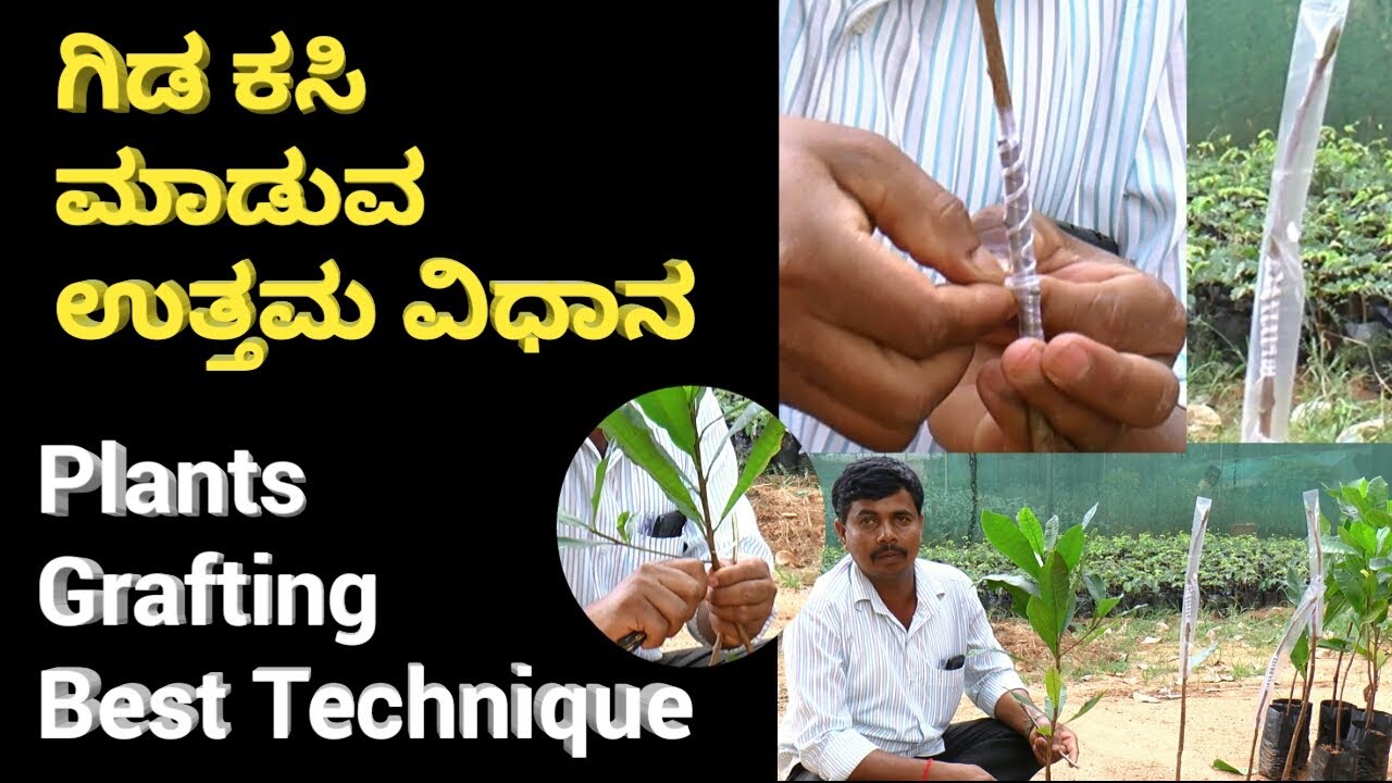 ಗಿಡ ಕಸಿ ಮಾಡುವ ಉತ್ತಮ ವಿಧಾನ | PLANTS BEST GRAFTING TECHNIQUES | GRAFTING FRUIT PLANTS | NEW GRAFTING