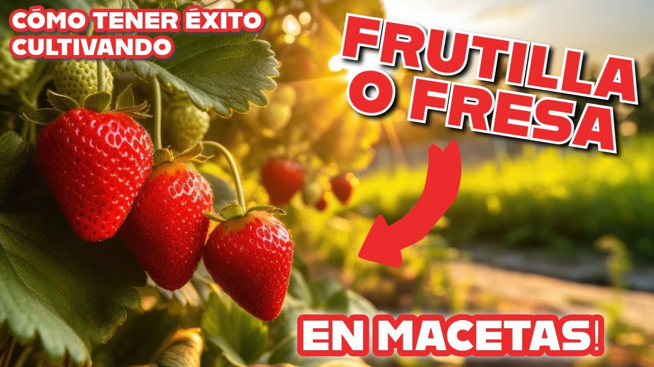 Secretos para tener éxito cultivando Frutilla o Fresa en maceta. Huerta en espacios pequeños