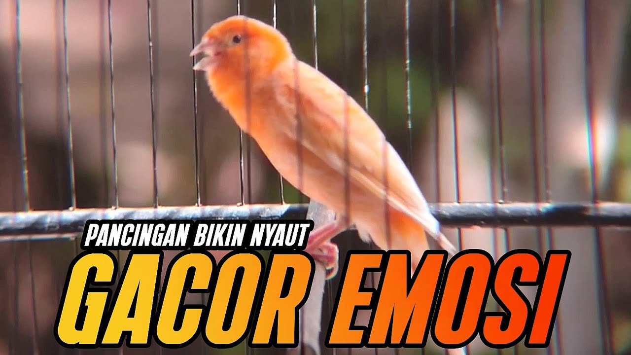 KENARI GACOR PANJANG Emosi Cuit Cuit NGEROL Ampuh utk Pancingan Kenari Paud dan MASTERAN MURAI BATU