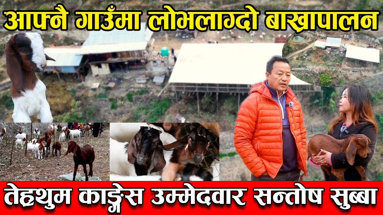 आफ्नै गाउँमा लोभलाग्दो बाख्रापालन, तेह्रथुम काङ्ग्रेस उम्मेदवार Santosh Subba || Terhathum