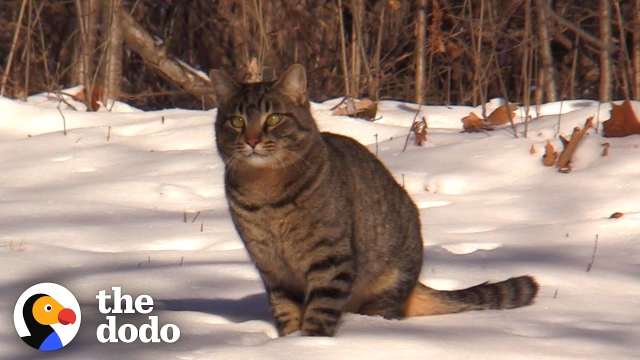 Guy Is Determined To Save Cat Living Out In The Snow | The Dodo