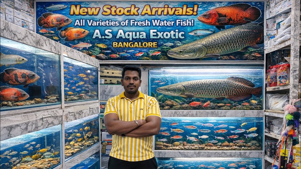 New Stock📦 Arrivals | Monster🐠 Fish | Jumbo Size Red Oscar🔥| Tetra 🐟 | Jaynagar Bangalore |