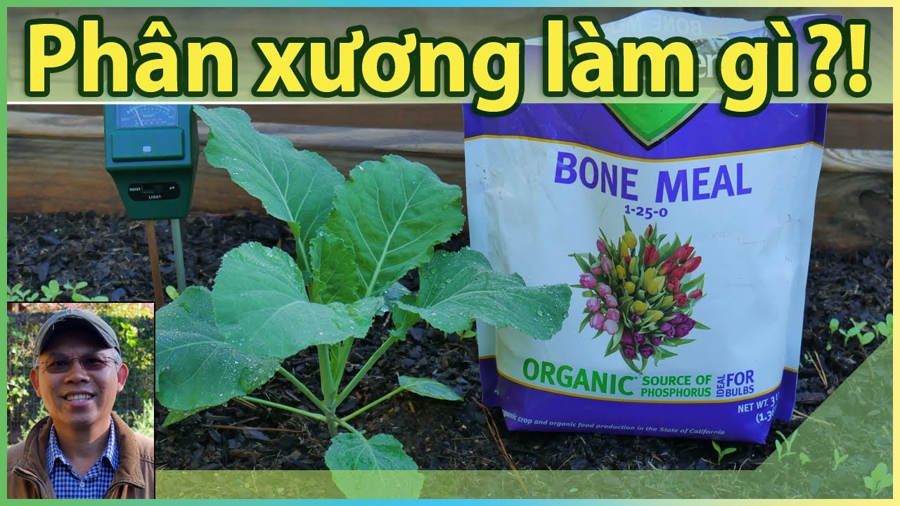 BONE MEAL - Phân xương làm gì cho vườn?
