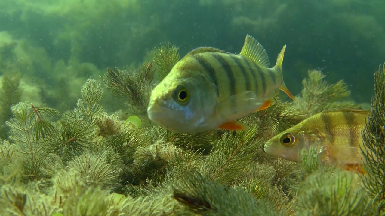 Tauchen im Groß Glienicker See