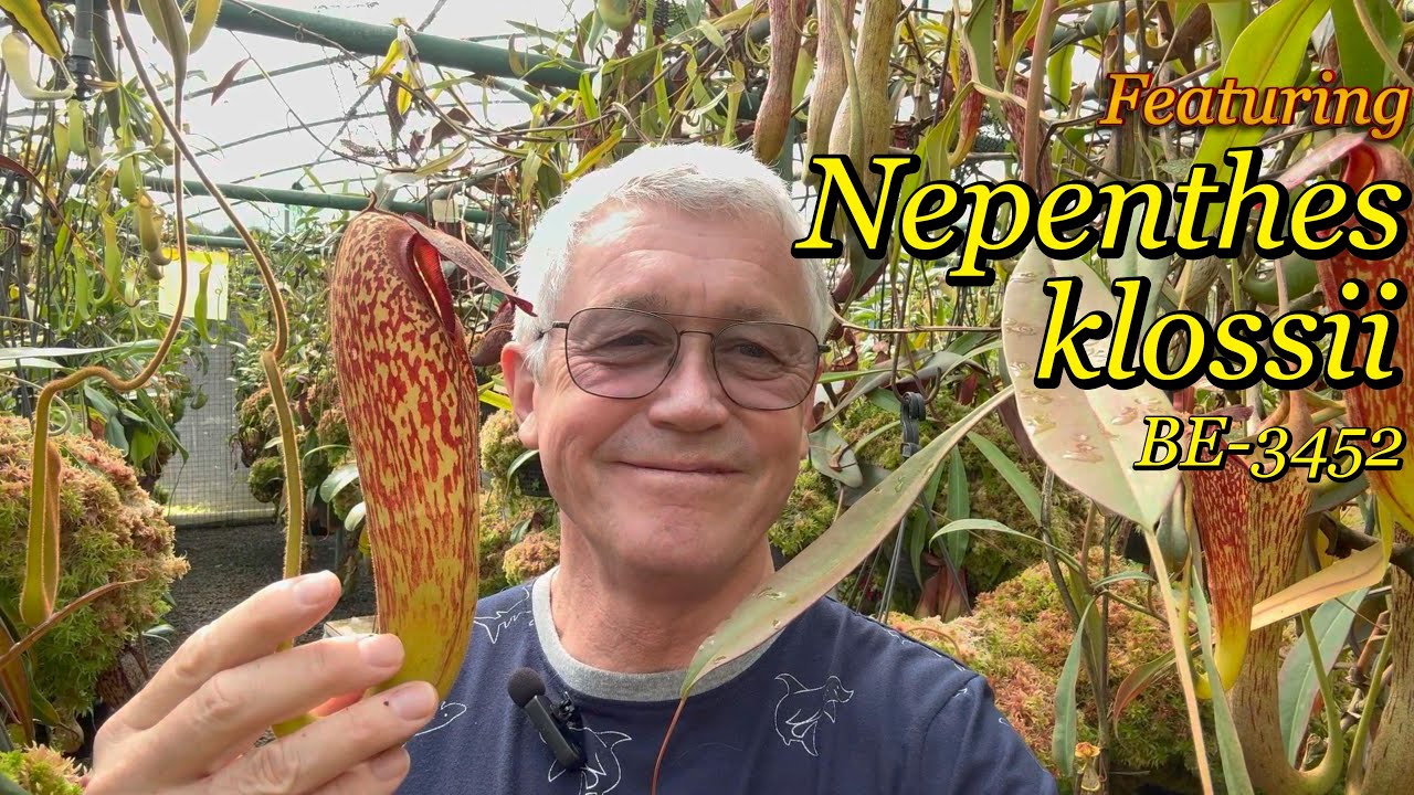 Изучаем уникальный Nepenthes klossii: история, советы по уходу и доступность! | BE-3452 | Экзотик...