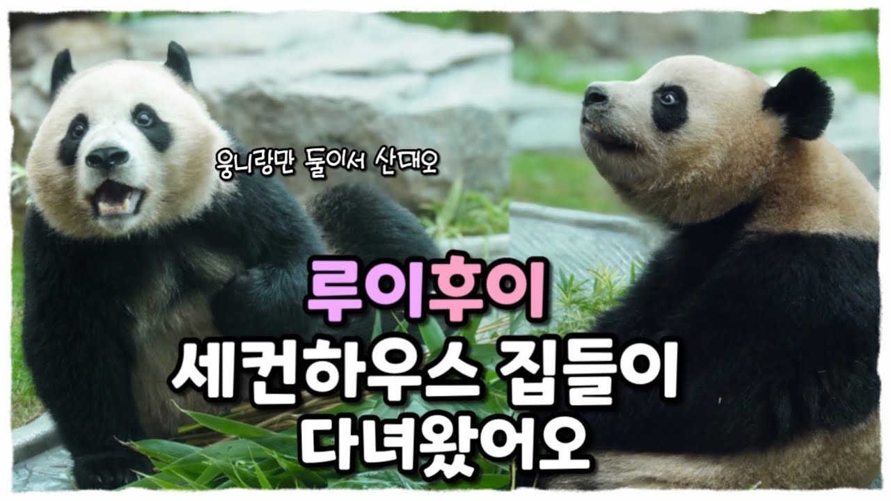 루이후이 세컨하우스 집들이에 방문한 손님🦋 #루이바오 #후이바오 