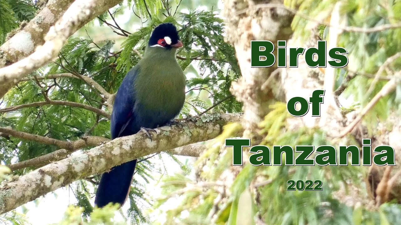 Tanzania Birds 2022