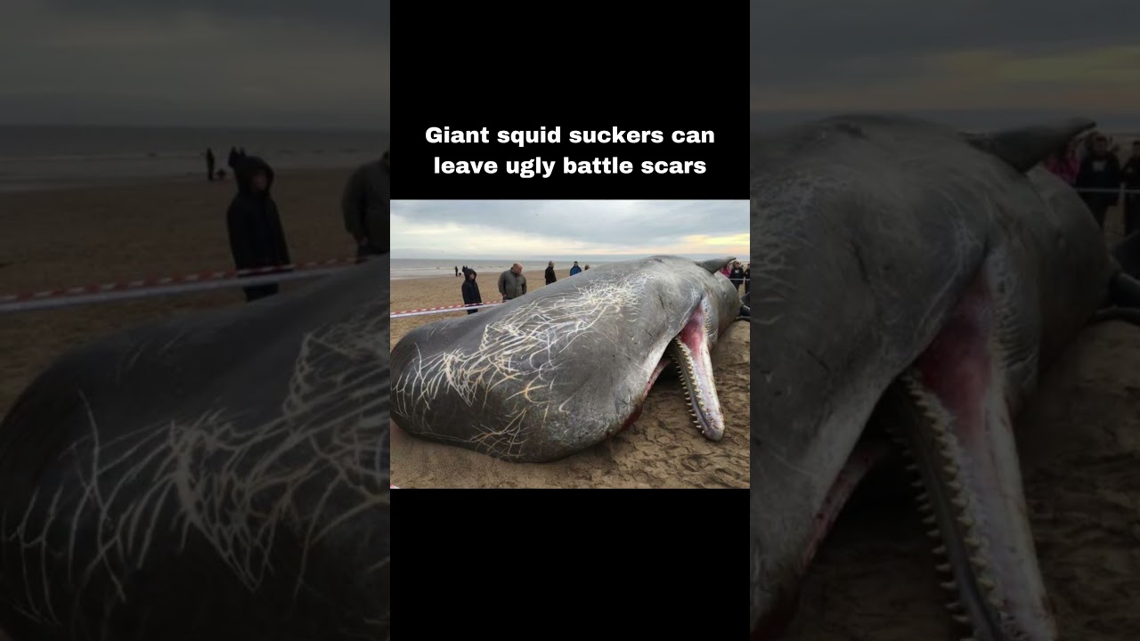 GIANT SQUID