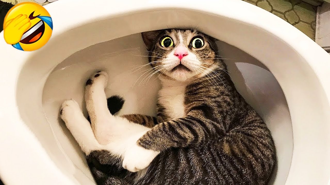 Ты смеёшься – ты проиграл 😍 Самые смешные видео с котами и собаками 2025 😹🐈