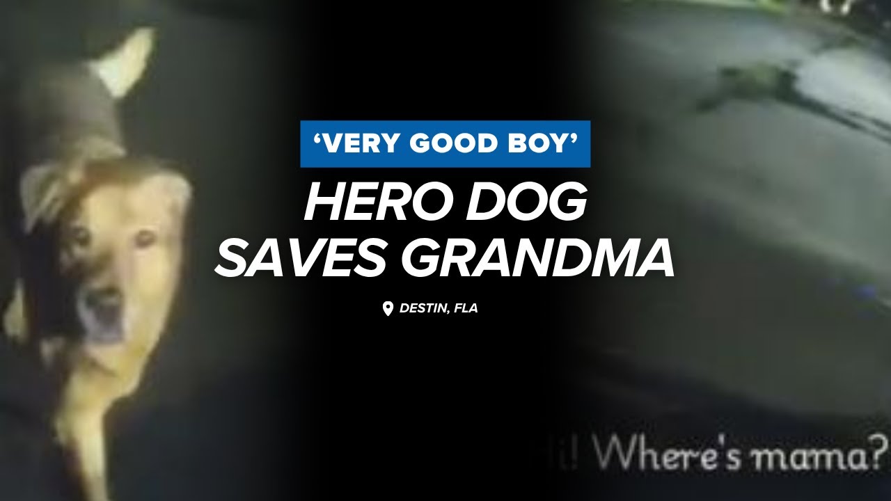 Bodycam captures moment when hero dog saves grandma