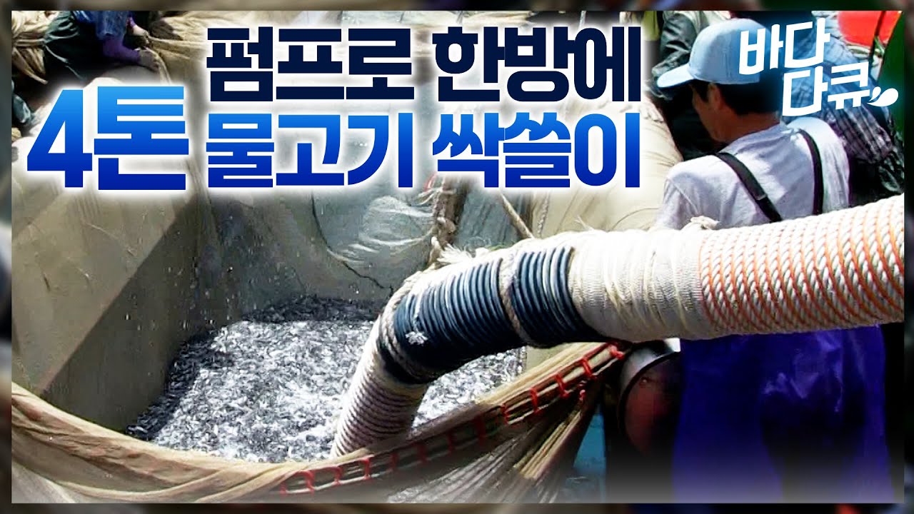 꼼짝없이 그물에 갇힌 은빛 물고기 떼. 펌프로 한방에 쓸어 담는 조업 현장 / 여름 바다 만선 멸치잡이 / #바다다큐