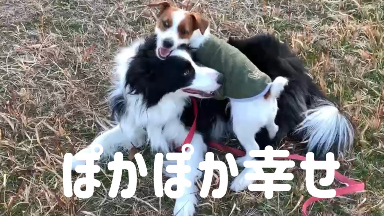 ボーダーコリーとジャックラッセルテリア/特別なことはないけど、毎日楽しい1月の暮らし