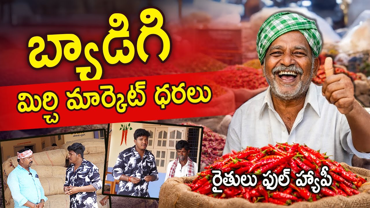 బ్యాడగి మిర్చి మార్కెట్ లో రికార్డ్ ధరలు! 🌶️ | Byadigi Market Mirchi Rates | #byadigi #mirchirates