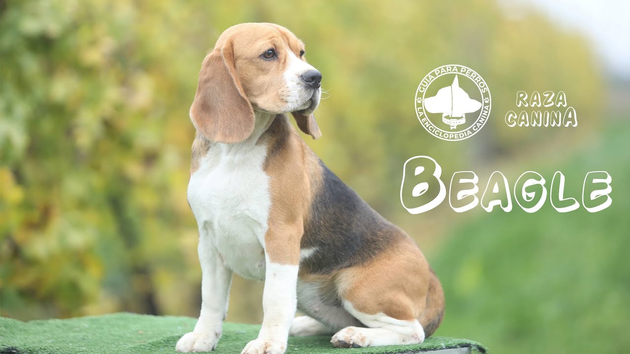 Beagle - Caracterísitcas, Origen, Temperamento y Cuidados