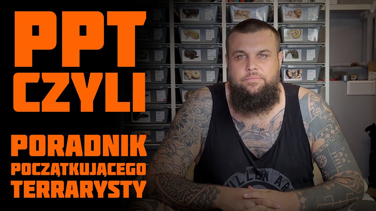 PORADNIK JAK ZACZĄĆ PRZYGODE Z HODOWLĄ PYTONÓW KRÓLEWSKICH.
