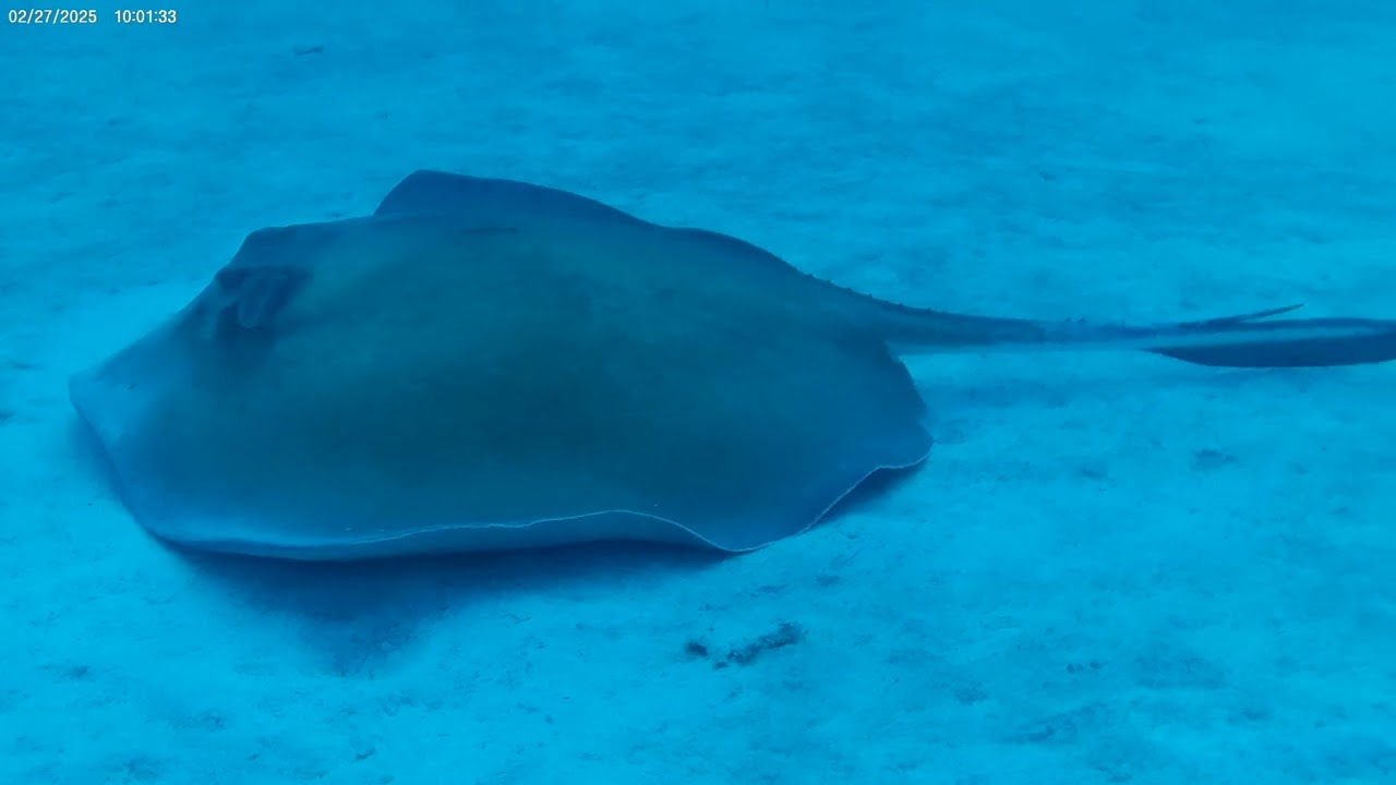 0029 The big southern stingray at rest