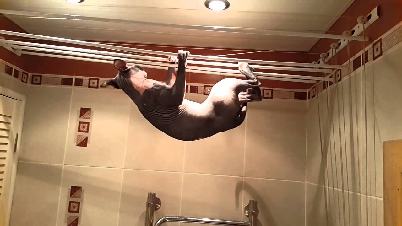 Кот спортсмен. Сфинкс