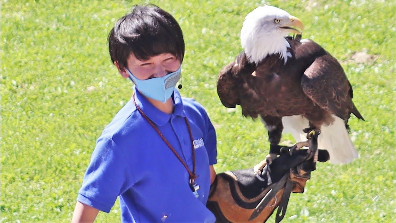 素敵な飼育員さんのフリーフライト・バードパフォーマンスショー「BROAD」 那須どうぶつ王国にて　2021年9月20日