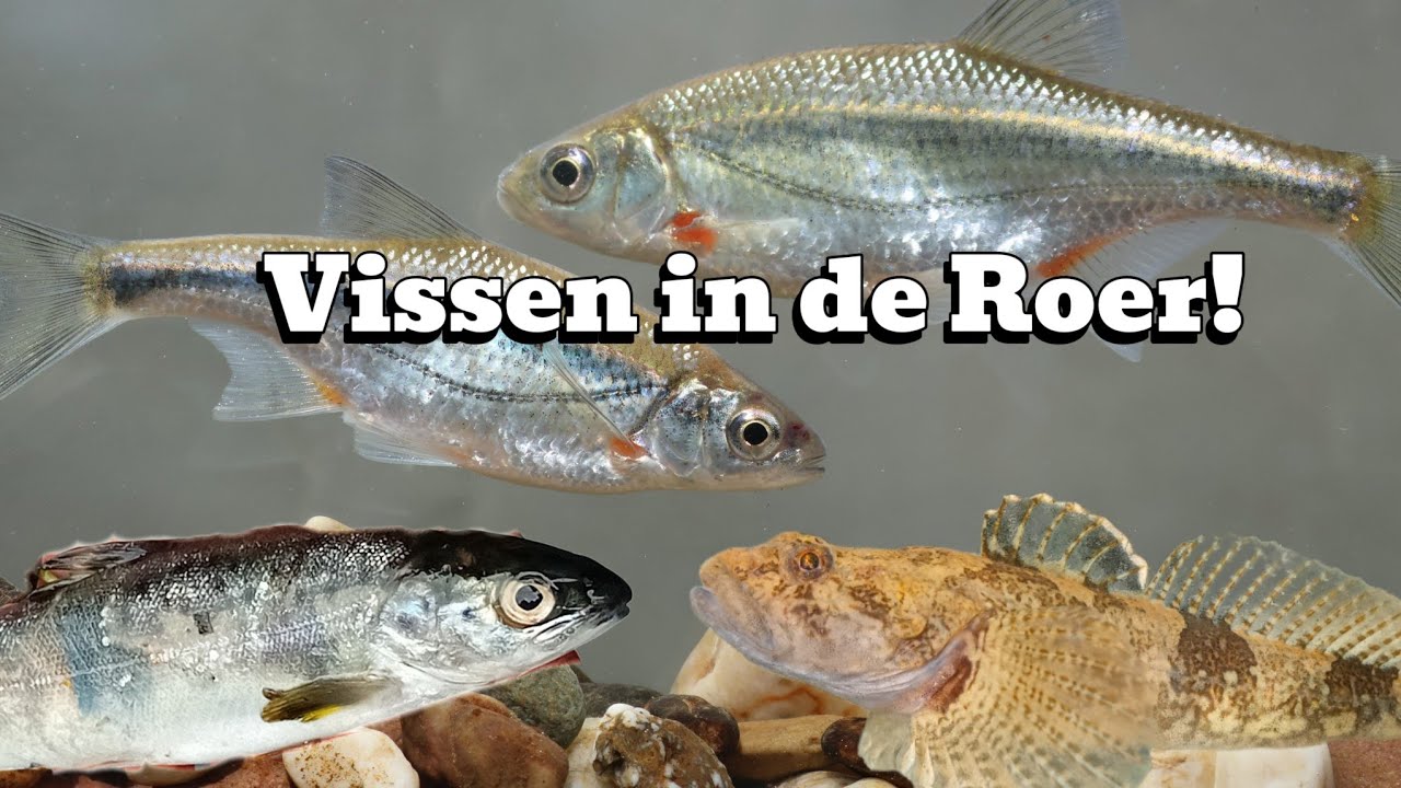 Vissen in de Roer( RAVON combikamp 2025)