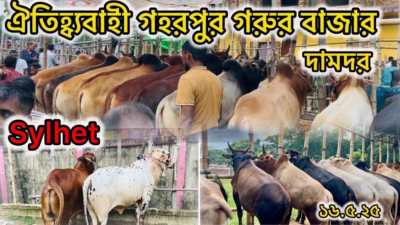 সিলেট গহরপুর গরুর হাট ২০২৫।কুরবানির হাট শুরু হয়ে গেছে।গহরপুর মাদ্রাসা বাজার গরুর হাট।গরু দামদর।সিলেট